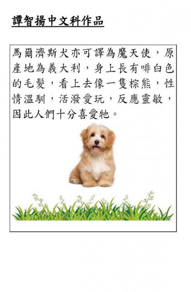 譚智揚中文科作品 P1